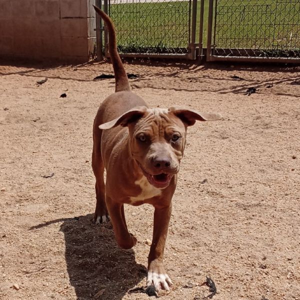 Katie 2156 is a Siberian Husky and Labrador Retriever dog, available for adoption in LOXAHATCHEE, FL.
