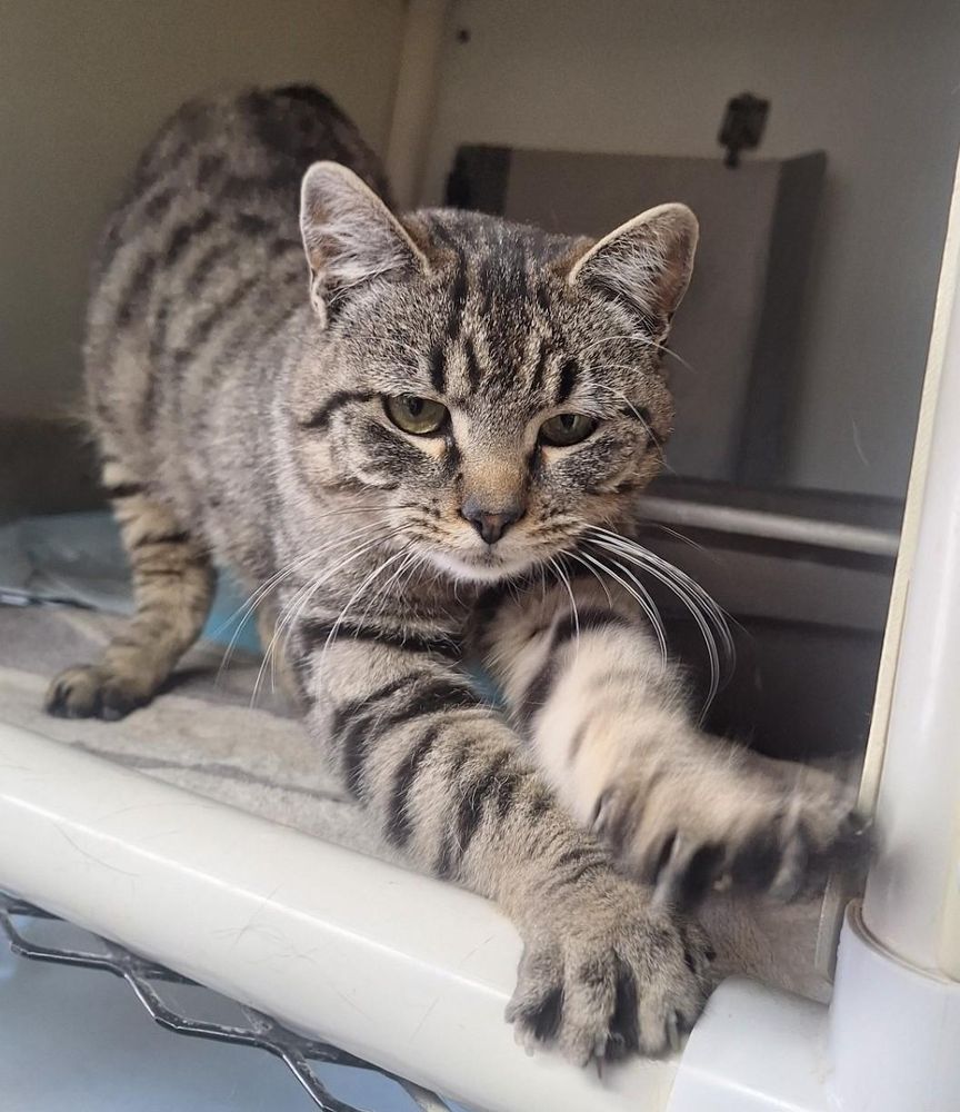 Purrlock Holmes is a Domestic Short Hair cat, available for adoption in Chappell, NE.