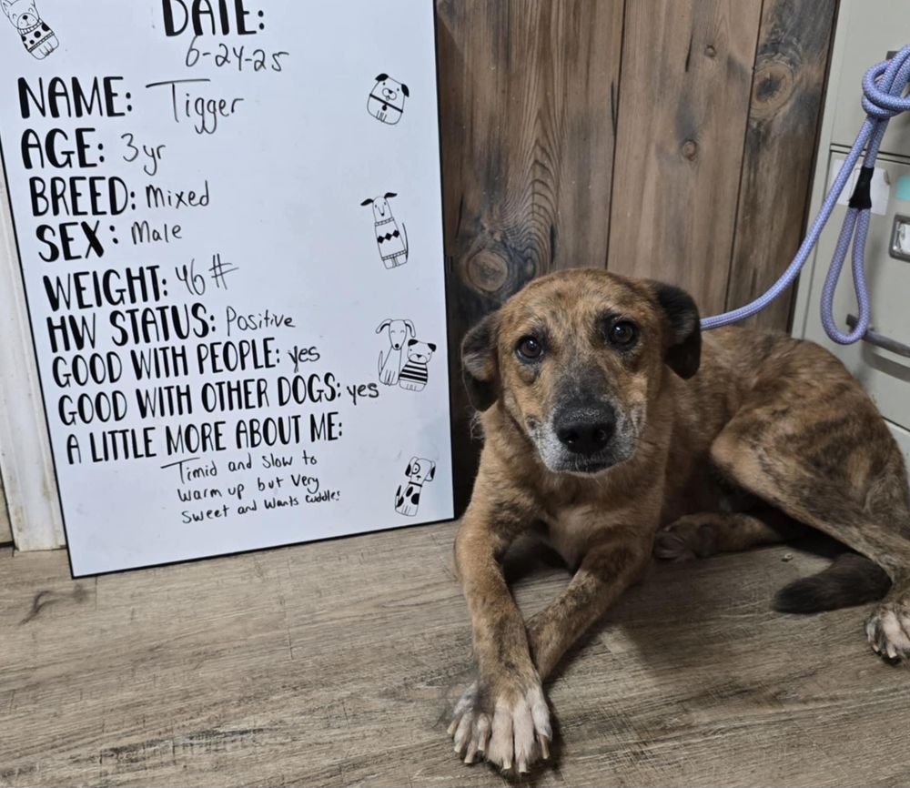 Tigger is a Mountain Cur dog, available for adoption in Camden, AR.