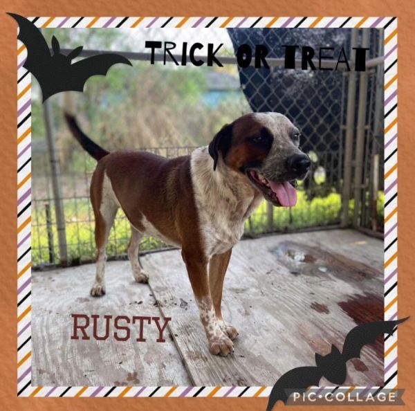 Rusty is a Pointer mix dog, available for adoption in Shillington, PA.