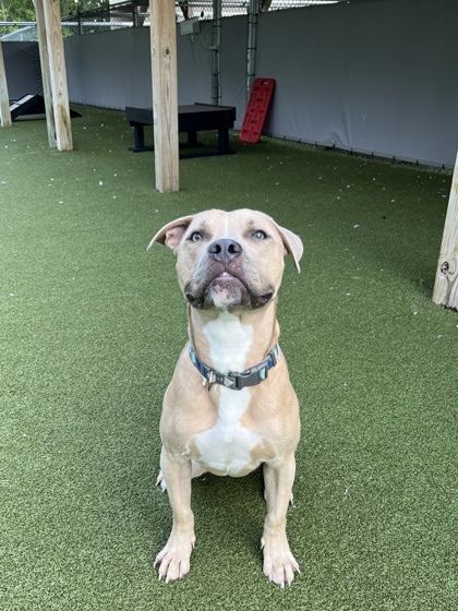 Finch is a Pit Bull Terrier and Mixed Breed dog, available for adoption in Fishers, IN.