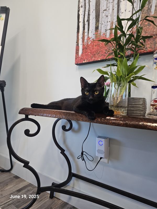 Terrah is a Domestic Short Hair mix cat, available for adoption in St Petersburg, FL.