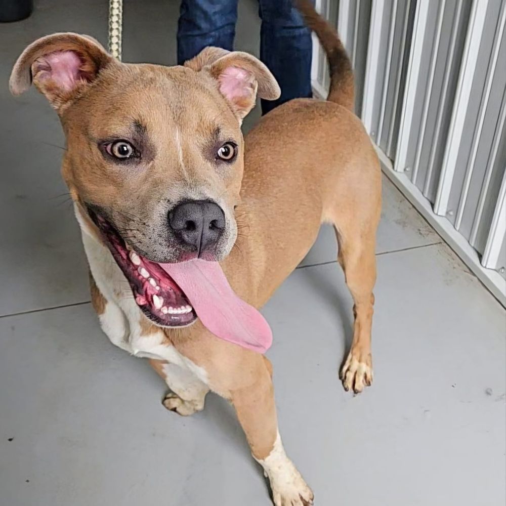 Payton is a Pit Bull Terrier and Mixed Breed dog, available for adoption in Hoopeston, IL.