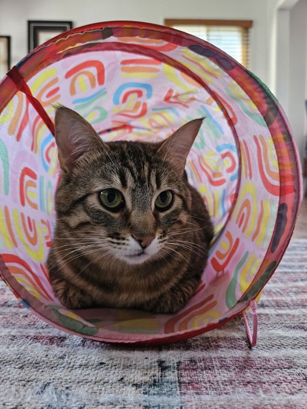 Juni is a Domestic Short Hair mix cat, available for adoption in Los Alamitos, CA.