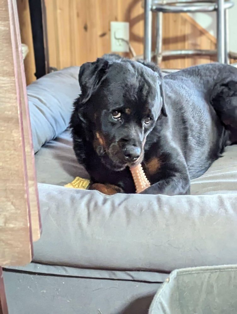 Citri is a Rottweiler dog, available for adoption in Oxford, PA.