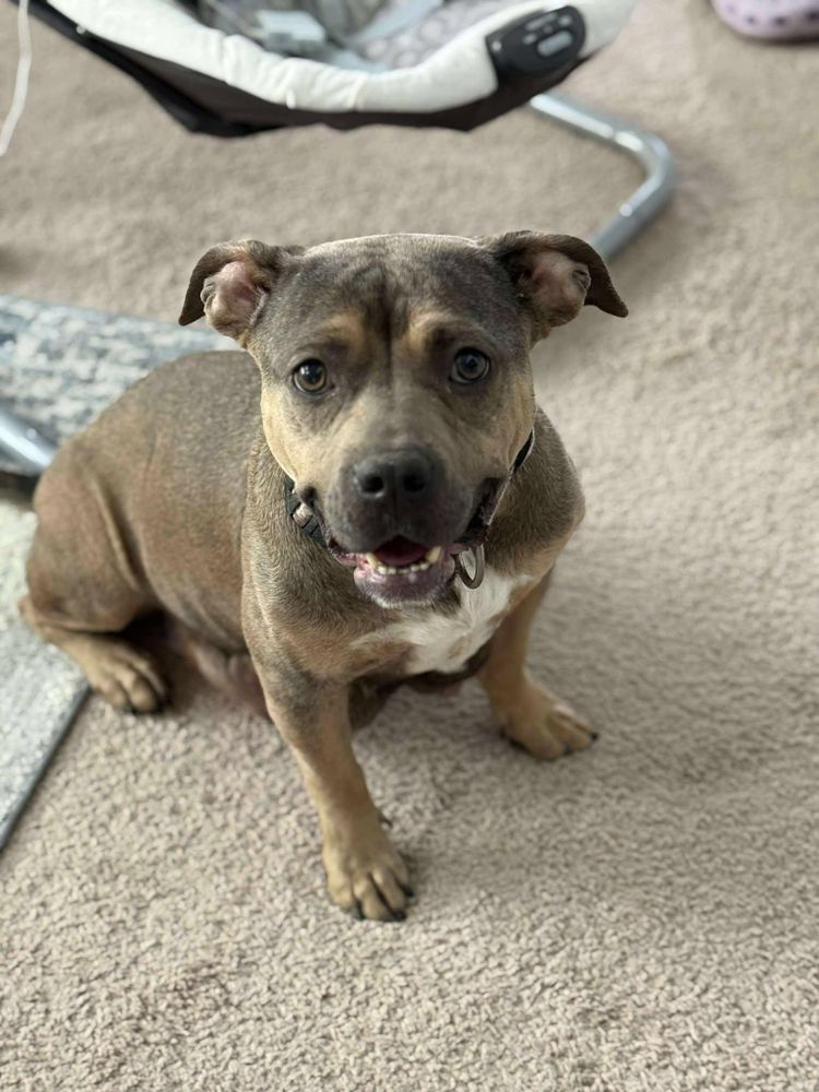 Hershey is a Terrier dog, available for adoption in San Marcos , TX.