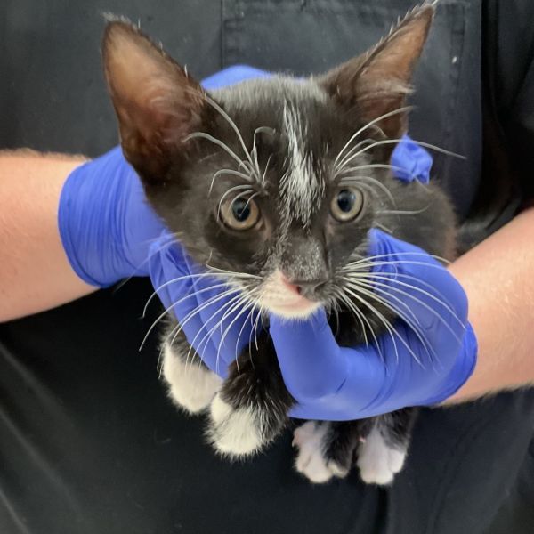 Sylvester is a Domestic Short Hair cat, available for adoption in Monroe, LA.