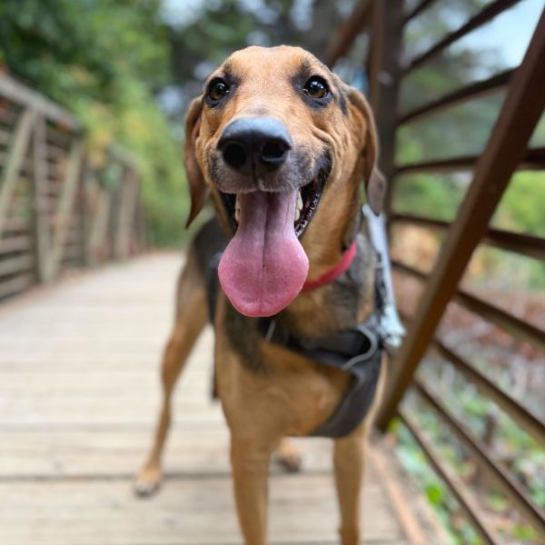Jack is a German Shepherd Dog and Mixed Breed available for adoption in San Francisco, CA.