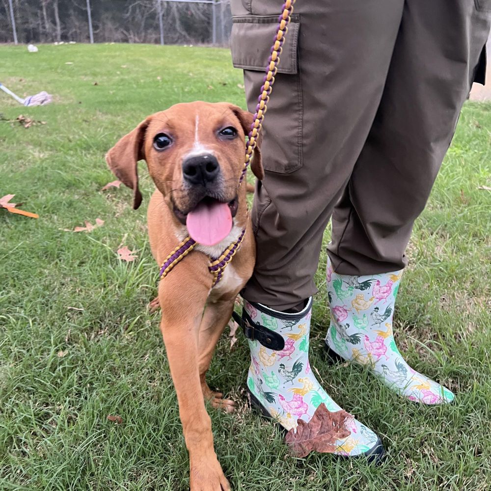 Latte is a Boxer and Pit Bull Terrier dog, available for adoption in Waggaman, LA.