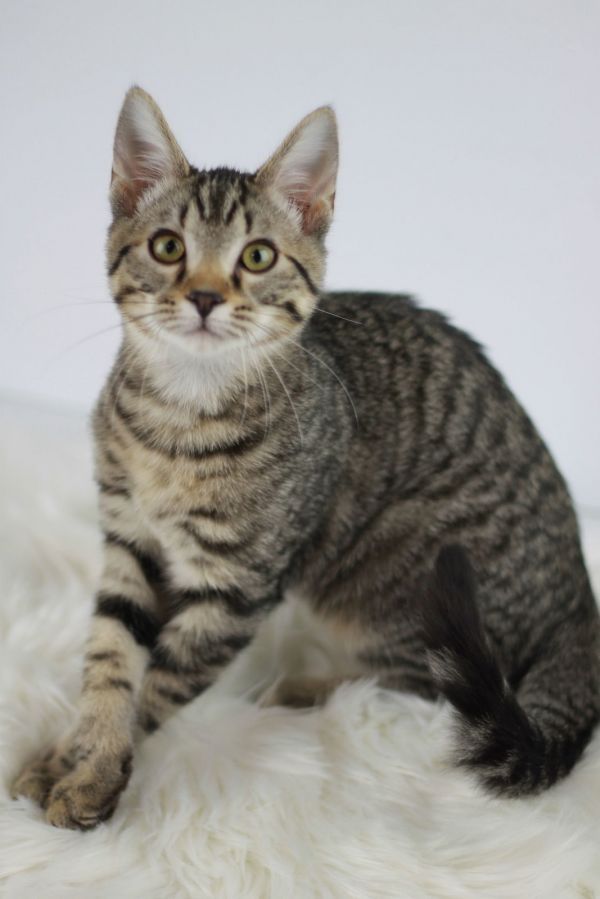 Baker is a Domestic Short Hair and Tabby cat, available for adoption in Cookeville, TN.
