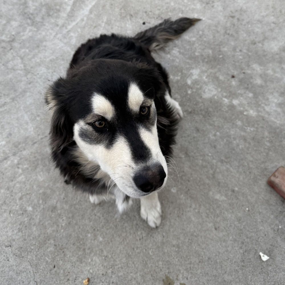Rocco is a Husky and Golden Retriever dog, available for adoption in Tustin, CA.