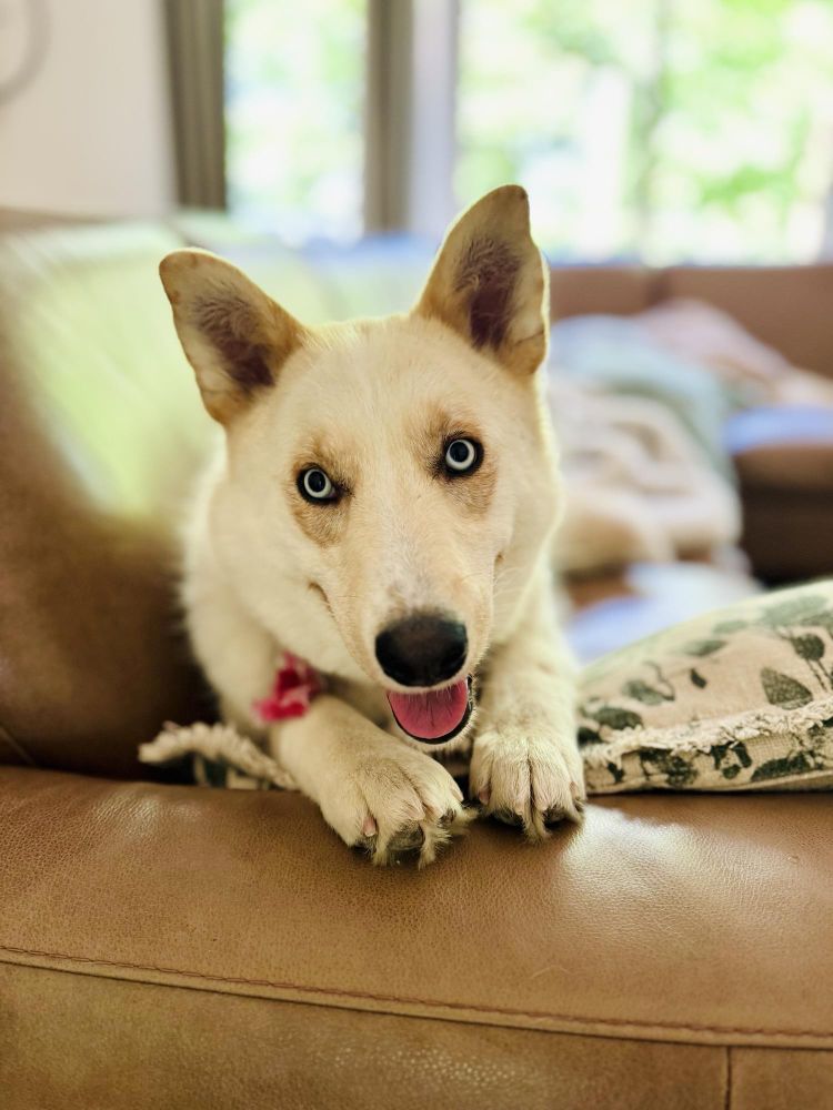 Millie is a Mixed Breed dog, available for adoption in Saskatoon, SK.