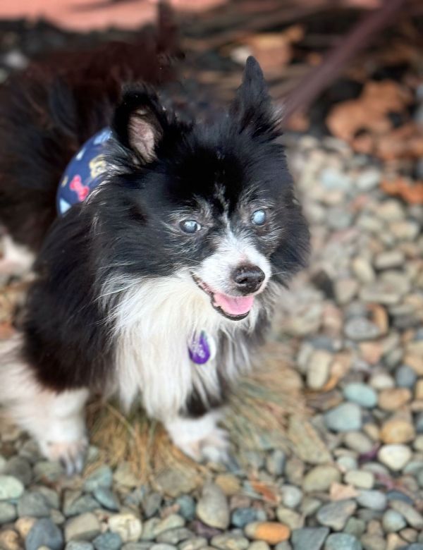 *Geordi La Forge (Star Trek) -- NOV 2024 is a Pomeranian dog, available for adoption in Pittsburg, CA.