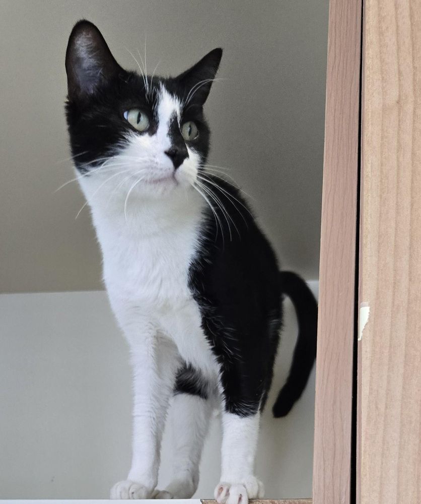 Revna is a Domestic Short Hair cat, available for adoption in Mokena, IL.