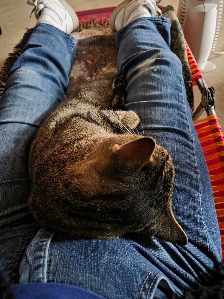 Felix is a Domestic Short Hair mix cat, available for adoption in Prince Frederick, MD.