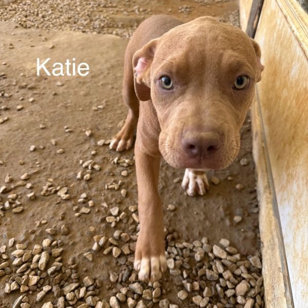 Katie 2156 is a Siberian Husky and Labrador Retriever dog, available for adoption in LOXAHATCHEE, FL.