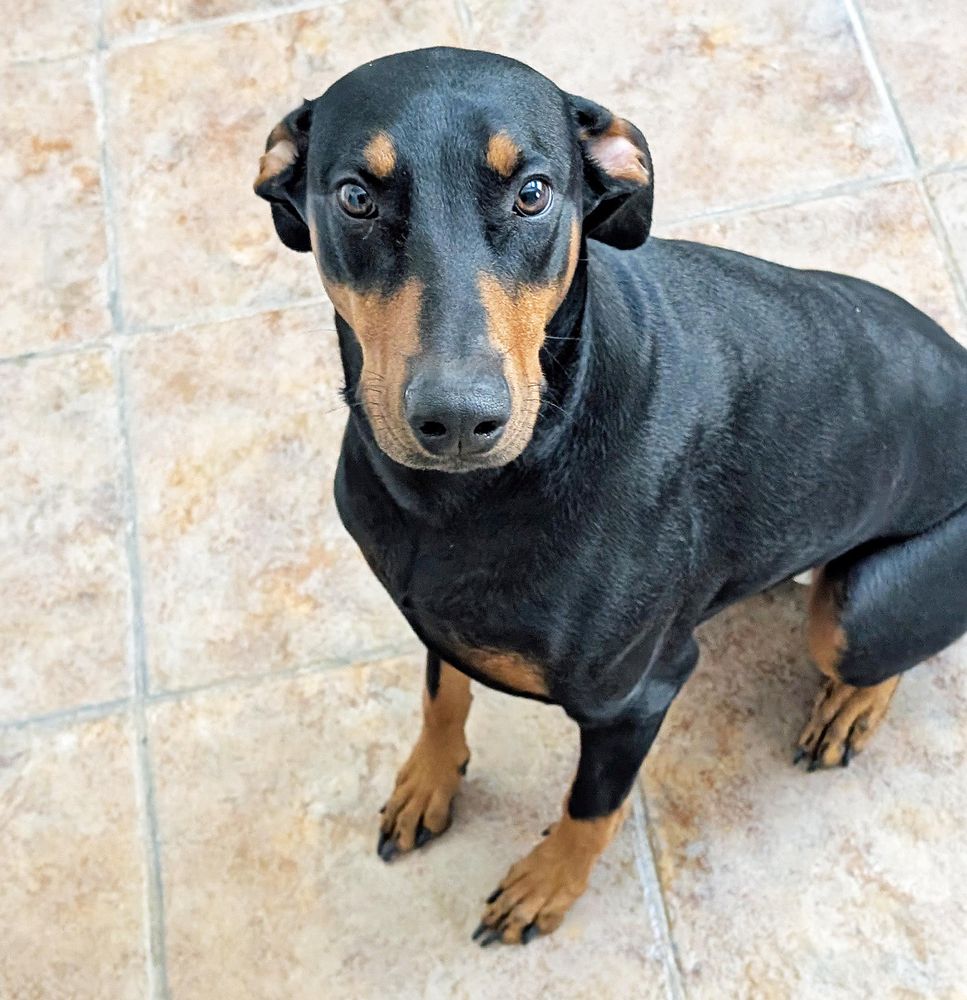 Winnie is a Doberman Pinscher dog, available for adoption in Las Vegas, NV.