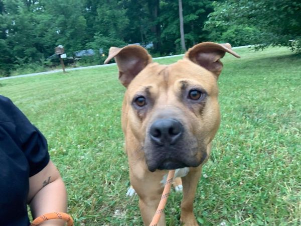 Willow (Foster Needed) is a Pit Bull Terrier dog, available for adoption in Indianapolis, IN.