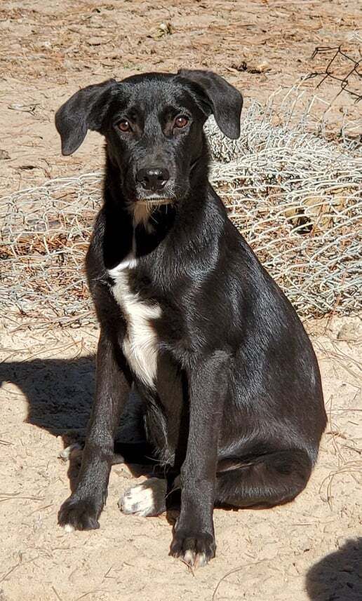 Sniffers is a Labrador Retriever and Shepherd dog, available for adoption in Nokomis, FL.