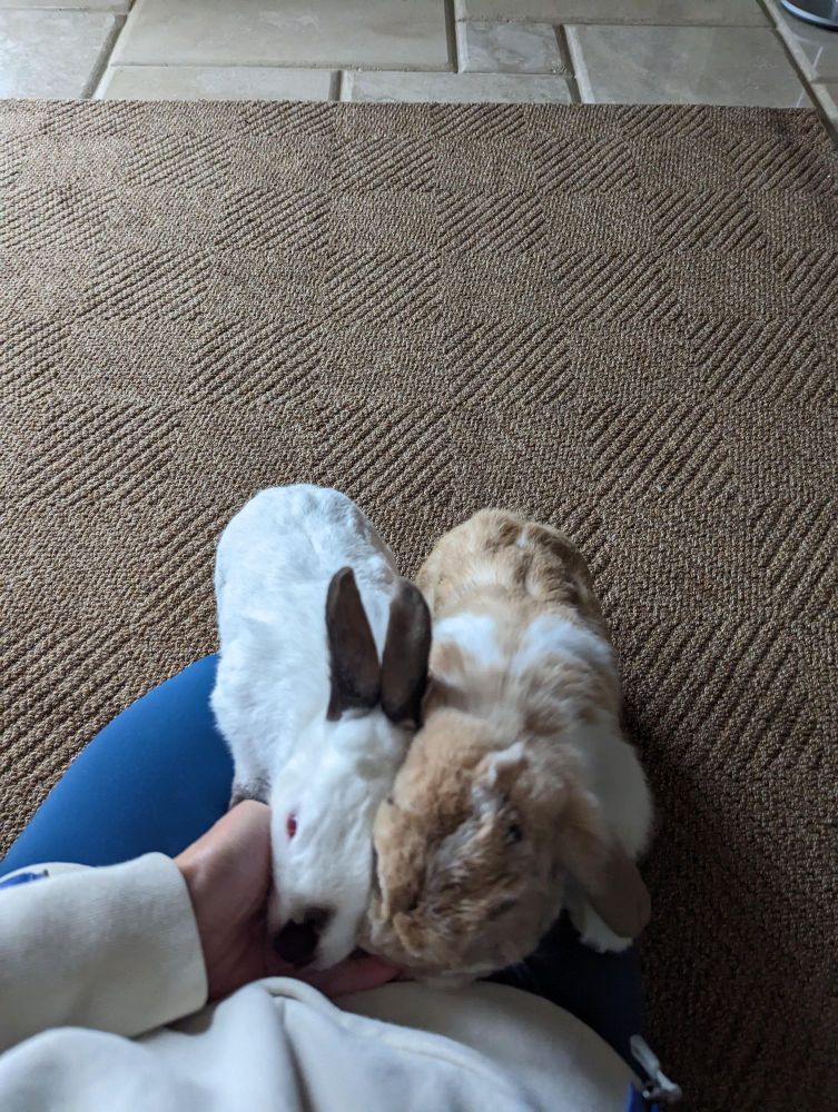 Popcorn & Zoey is a Holland Lop and Himalayan rabbit, available for adoption in Los Angeles, CA.