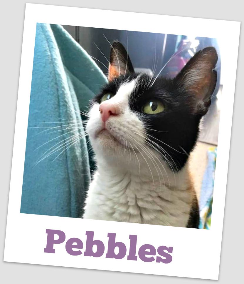 Pebbles is a Domestic Short Hair cat, available for adoption in Concord, CA.