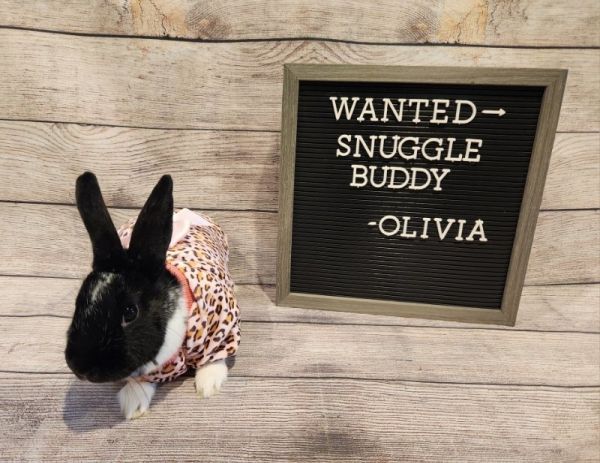 Olivia is a English Spot rabbit, available for adoption in Columbus, OH.