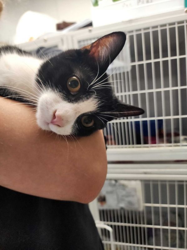 Hei Hei is a Domestic Short Hair mix cat, available for adoption in New Kensington, PA.