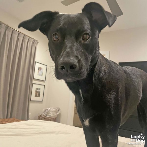 Fia is a Labrador Retriever and Shepherd dog, available for adoption in Washington, DC.