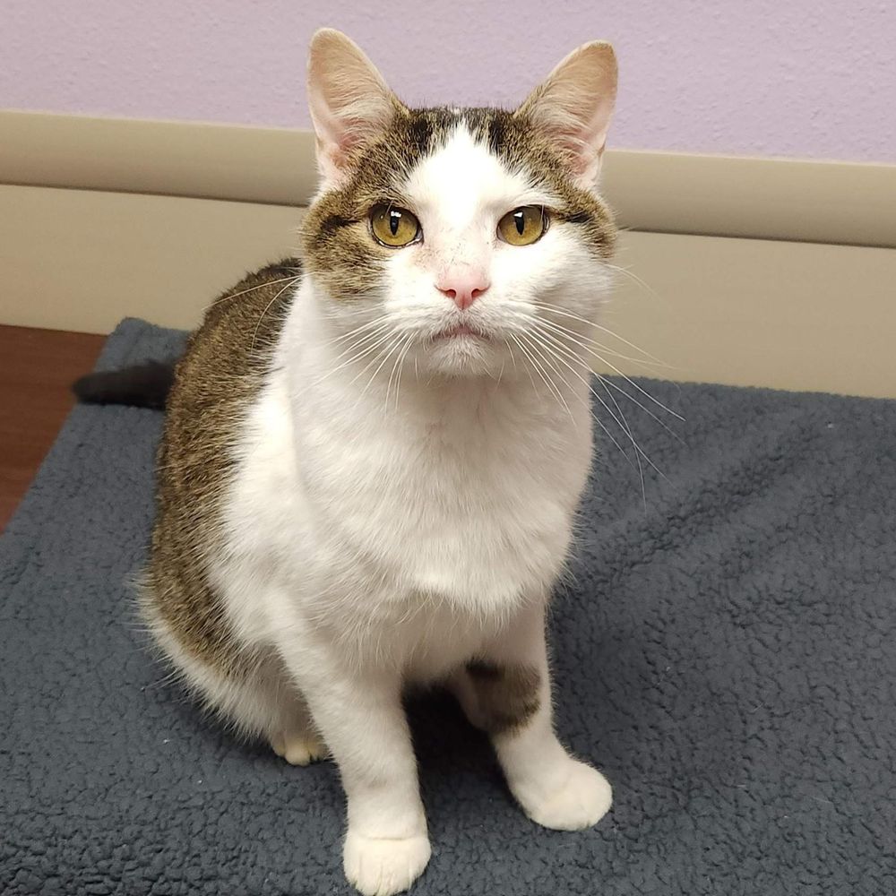 Hampton is a Domestic Short Hair cat, available for adoption in Marshfield, WI.