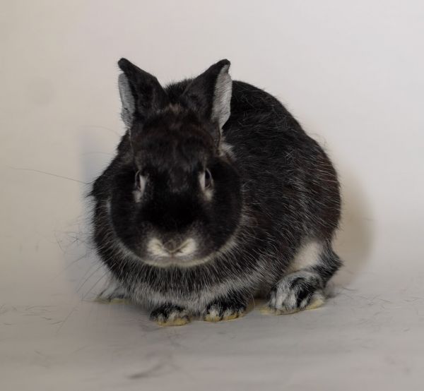 Carmine is a Silver Marten rabbit, available for adoption in San Francisco, CA.
