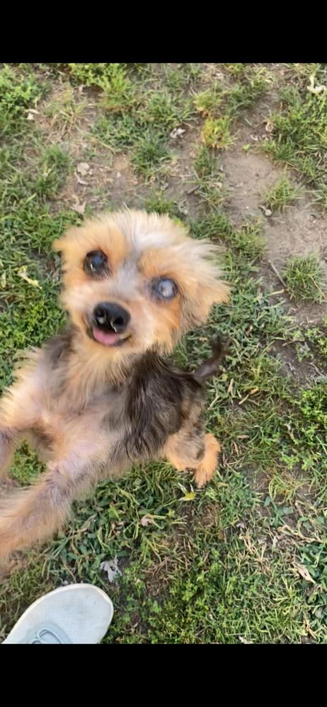 Gertrude is a Yorkshire Terrier dog, available for adoption in Baldwin, NY.