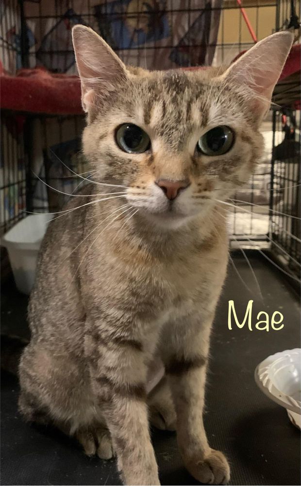 Mae is a Domestic Short Hair cat, available for adoption in Dixon, CA.