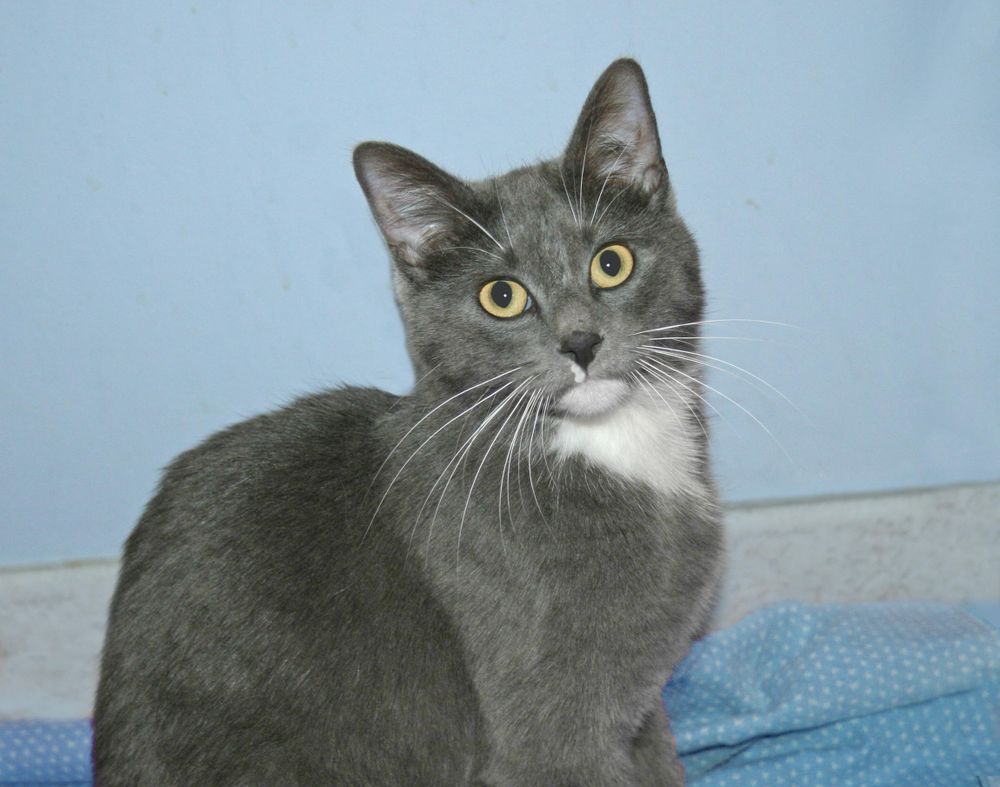 Lulu is a Domestic Short Hair and Tuxedo cat, available for adoption in Victoria, MN.