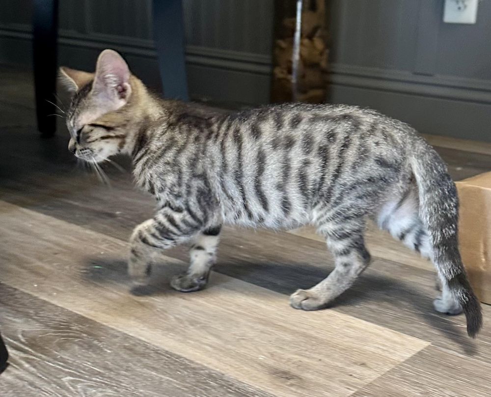 Reggie is a Tabby and Domestic Short Hair cat, available for adoption in Tustin, CA.