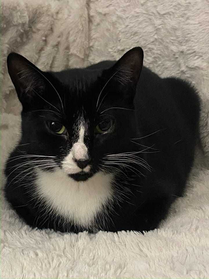 Swiss is a Domestic Short Hair cat, available for adoption in Mississauga, ON.