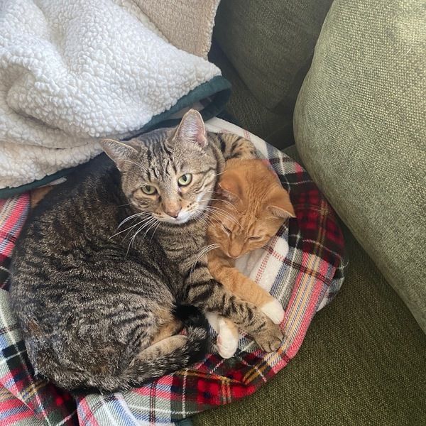 Buddy -- Bonded Buddy With Boris is a Domestic Short Hair mix cat, available for adoption in Des Moines, IA.
