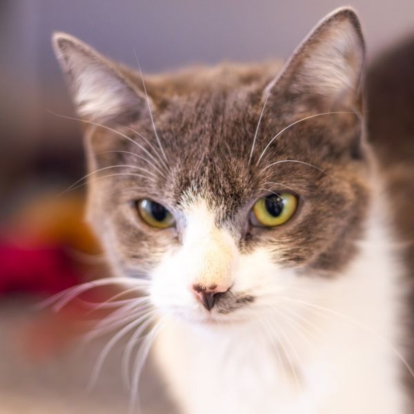 Maple is a Domestic Short Hair cat, available for adoption in Newark, DE.