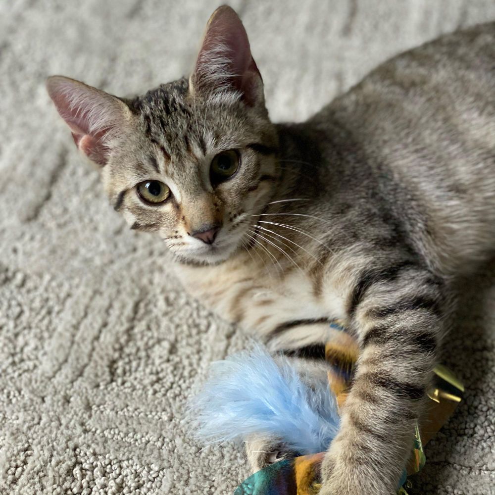 Gunnr & Rikr- high energy happiness is a Domestic Short Hair cat, available for adoption in Manchester, VT.