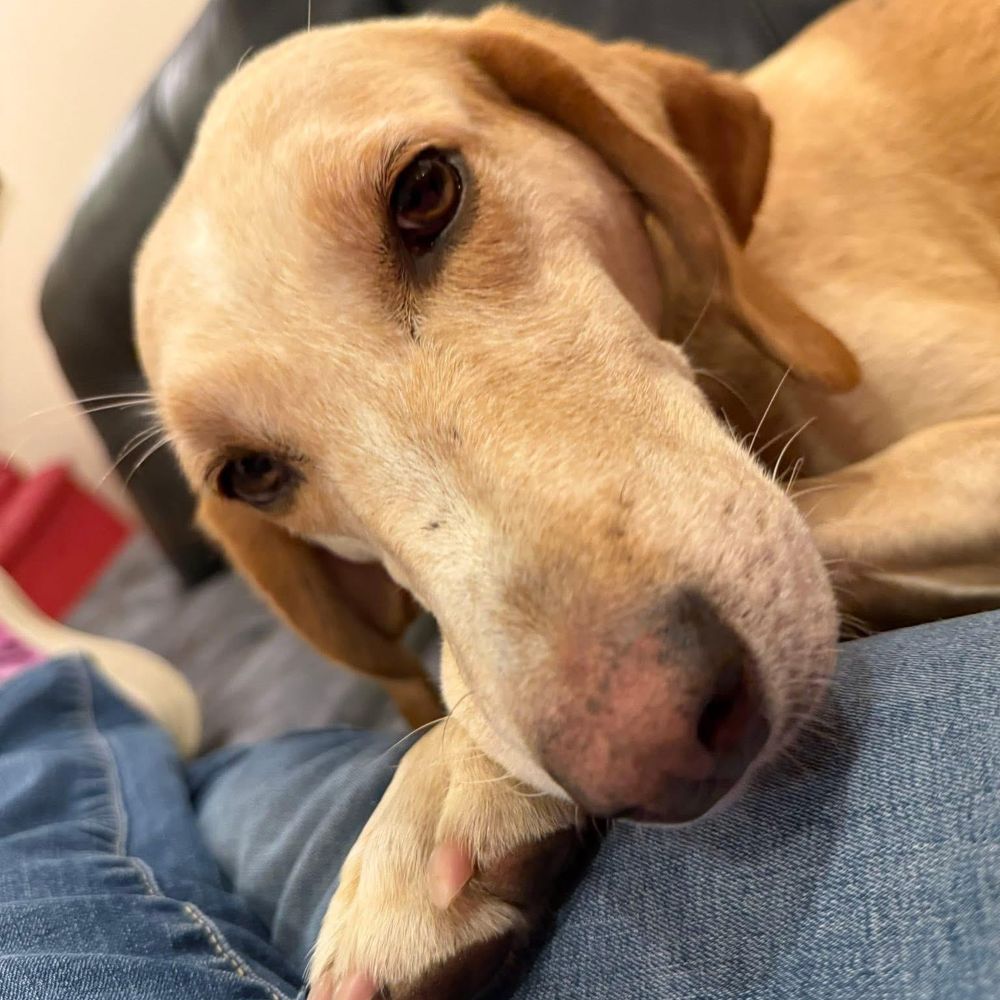 Beatrice aka BeBe (Blanch, NC foster home) is a Foxhound and Beagle dog, available for adoption in Blanch, NC.