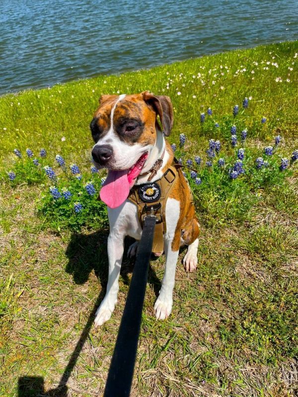 Rosco IV is a Boxer dog, available for adoption in Hewitt, TX.