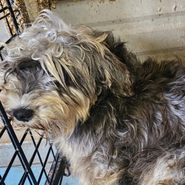 Marcy is a Schnauzer dog, available for adoption in Goltry, OK.