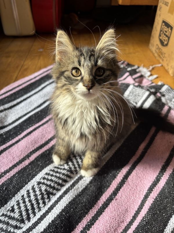 Kisses is a Domestic Short Hair and Domestic Long Hair cat, available for adoption in Plymouth, MI.