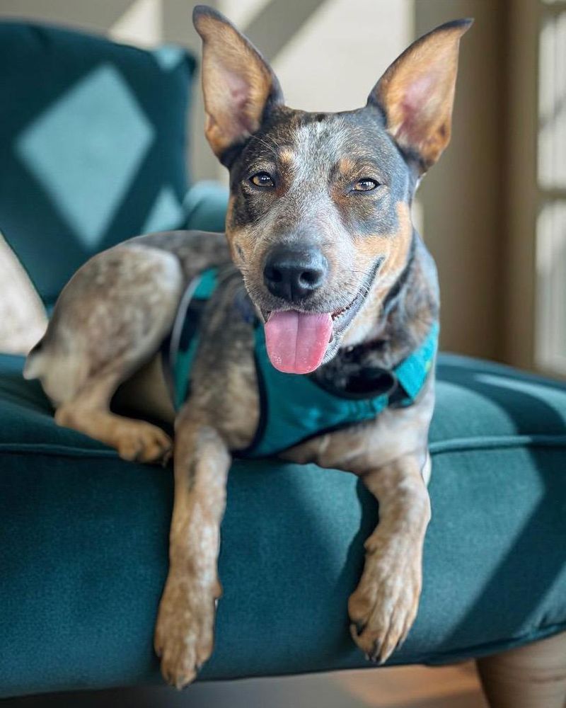Zipp is a Australian Cattle Dog / Blue Heeler mix available for adoption in Lisbon, IA.