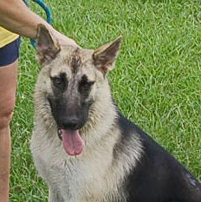 DANCER is a German Shepherd Dog available for adoption in Preston, CT.