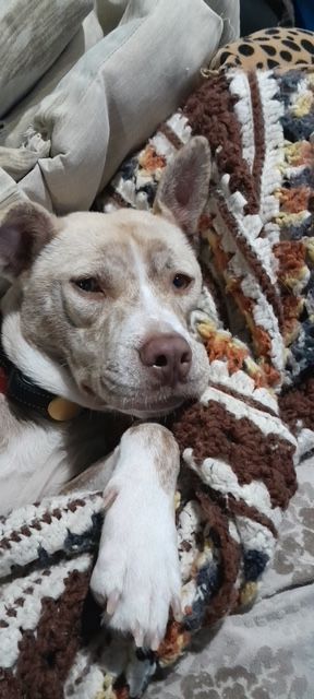 Ladybug is a Husky and Shepherd dog, available for adoption in Naperville, IL.