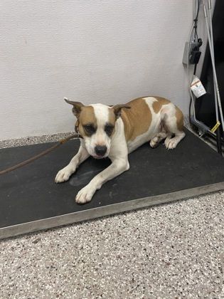 Angus is a Terrier and Mixed Breed dog, available for adoption in Gastonia, NC.