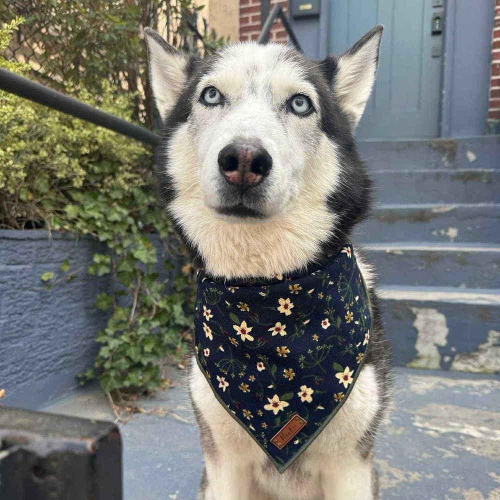 Charming Layla is a Siberian Husky dog, available for adoption in Great Barrington, MA.