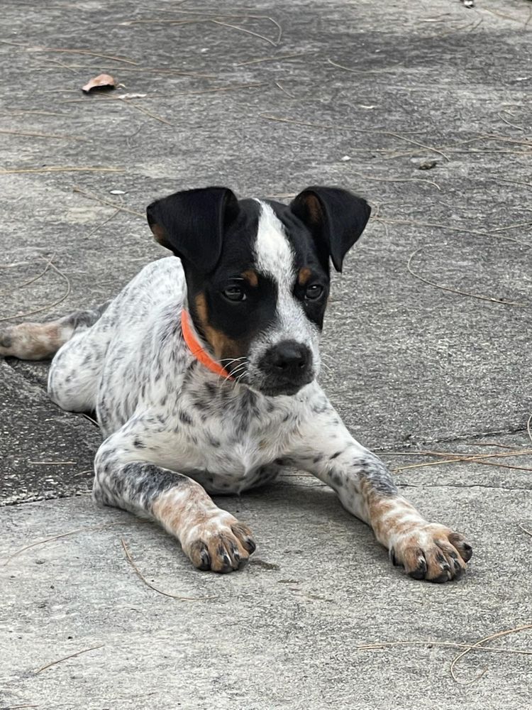 Torro is a Pointer and Catahoula Leopard Dog available for adoption in North Miami, FL.