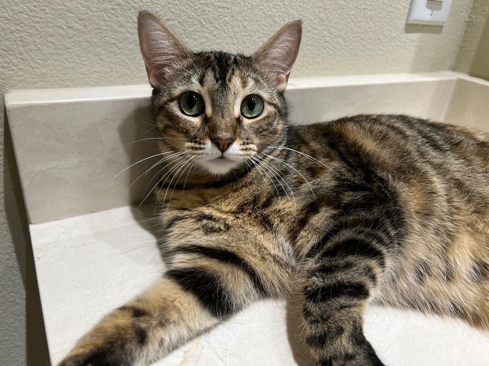 Isla and Maxine is a Domestic Short Hair cat, available for adoption in Fort Worth, TX.