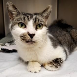 Henson is a Domestic Short Hair cat, available for adoption in Phoenixville, PA.